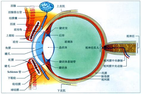 眼睛位置|眼 图解 : 正常解剖 